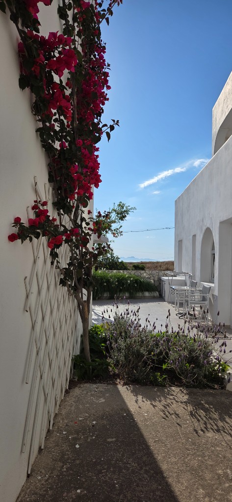 Bougainvillea and outdoor seating at Atlas