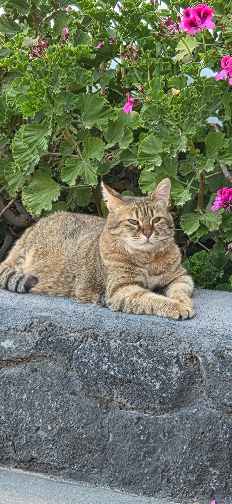 A resident cat on the terrace wall